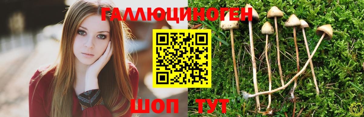 Кандалакша  купить закладку  Вход с VPN  Галлюциногенные грибы Magic Shrooms  Псилоцибиновые грибы Psilocybine cubensis 