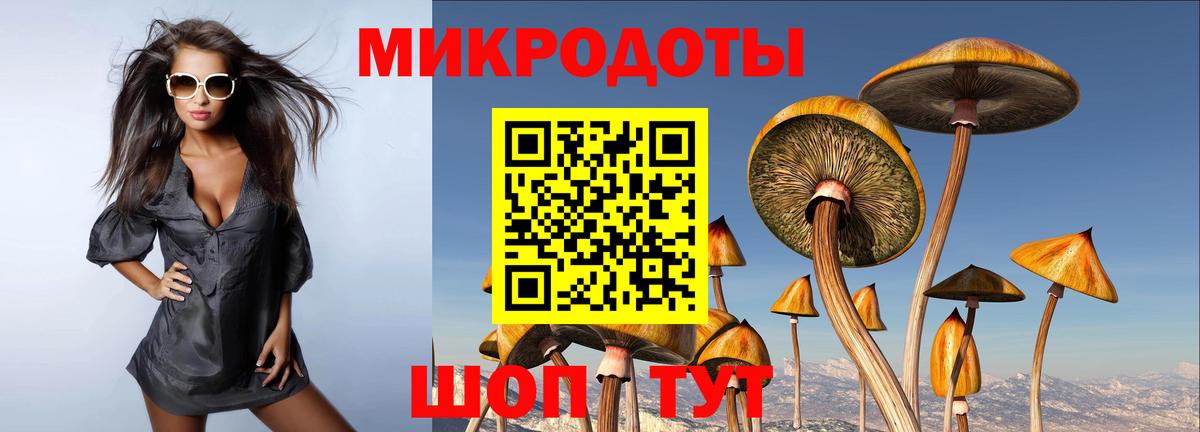 Галлюциногенные грибы Psilocybine cubensis Кандалакша